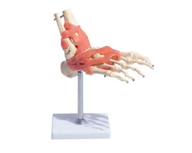 Anatomical Models | Bone & Joint  Models - Human