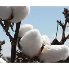 Fungicide | Shincar 500SC