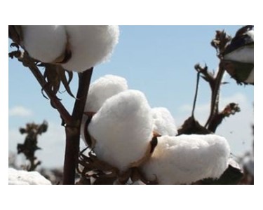 Fungicide | Shincar 500SC
