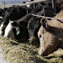 Effectively monitoring the wellbeing of livestock