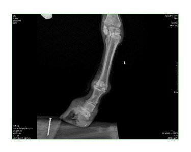SIUI - Portable Veterinary DR X-Ray System | SR 2300 5kW