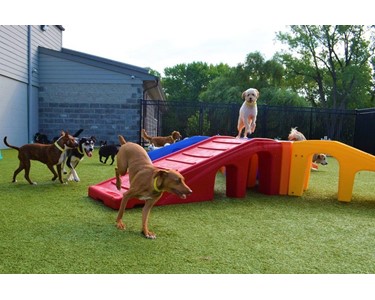 Puppy Playground Dog Agility Equipment Pro Series Kits for sale from Therian MedicalSearch Australia