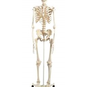 Standard Skeleton | A10 | Mentone Educational Centre