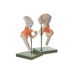 Functional Hip Joint | Mentone Educational Centre