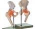 Functional Hip Joint | Mentone Educational Centre
