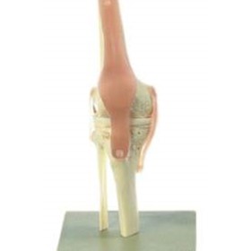 Functional Knee Joint | Mentone Educational Centre