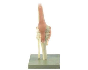 Functional Knee Joint | Mentone Educational Centre
