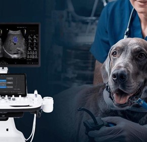 Why More Australian Vets Are Bringing Ultrasound In-House
