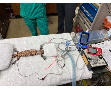 Sentier - Veterinary Vital Signs Monitor | Vetcorder Pro and AirMate