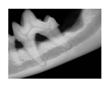 Imex - Veterinary Intraoral X-Ray Unit | Imex Medical