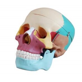 Life-Size Skull with Colored Bones | Mentone Educational
