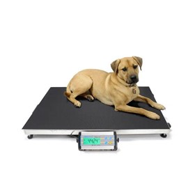 Animal Scales | Veterinary Platform Weigh Scale