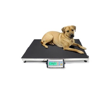 Animal Scales | Veterinary Platform Weigh Scale