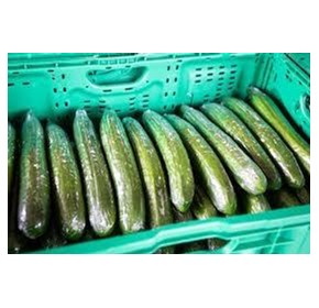 Preserving Freshness: The Superiority of Polyolefin Shrink Film for Cucumber Packaging