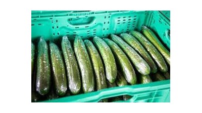 Preserving Freshness: The Superiority of Polyolefin Shrink Film for Cucumber Packaging