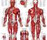 The Muscular System | Mentone Educational