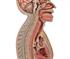 Nasogastric Intubation Model | Mentone Educational