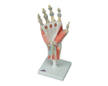 Hand Skeleton Model with Ligaments and Muscles | Mentone