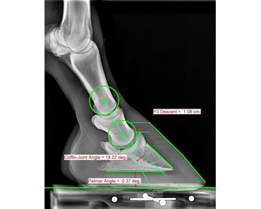 Veterinary DR X-Ray System | Metron Lumina 8