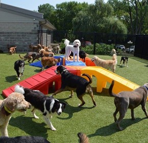 Dog Agility Equipment | Pro Series Kits