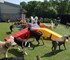 Puppy Playground - Dog Agility Equipment | Pro Series Kits