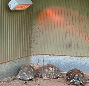 Warming tortoises in winter using Heliosa Heaters.