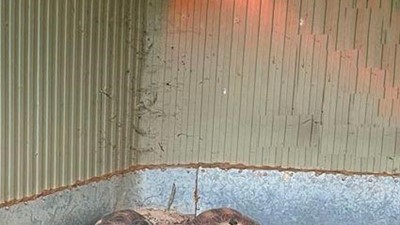 Warming tortoises in winter using Heliosa Heaters.