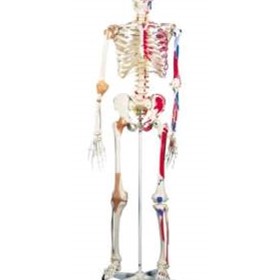 Super Skeleton | A13 | Mentone Educational Centre