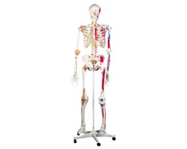 Super Skeleton | A13 | Mentone Educational Centre