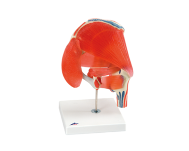 Hip Joint with Removable Muscles | Mentone Educational Centre
