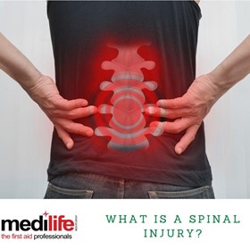 What is the Spinal Cord?
