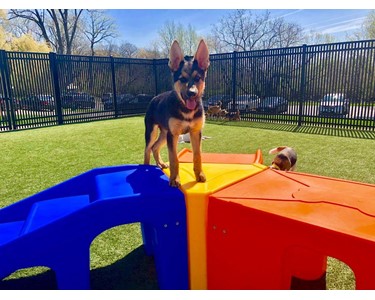 Puppy Playground - Dog Agility Equipment | Pro Series Kits