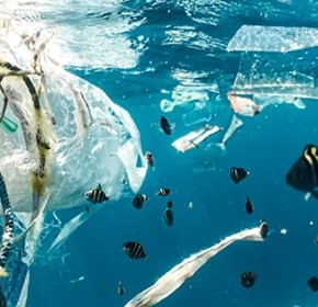 Preparing for Victoria's single-use plastics ban