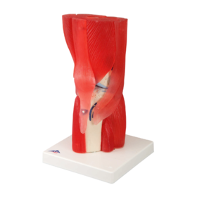 Knee Joint with Removable Muscles | Mentone Educational Centre