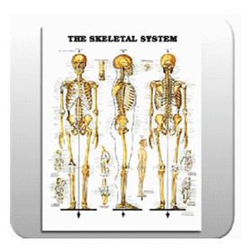 The Skeletal System Chart