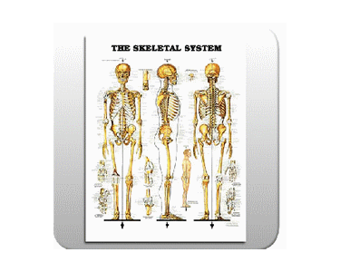 The Skeletal System Chart