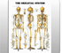 The Skeletal System Chart