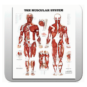 The Muscular System Chart