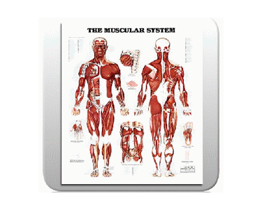 The Muscular System Chart