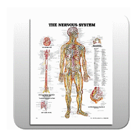 The Nervous System Chart