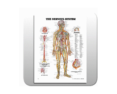 The Nervous System Chart