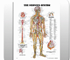 The Nervous System Chart