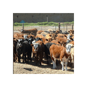 CattleLink Software