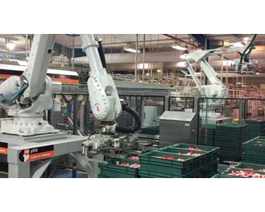 Hybrid & Robotic Palletiser | Palletising Solutions