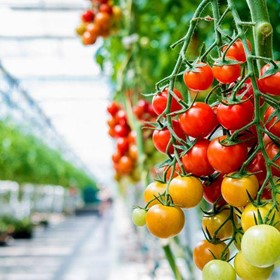 Tomato grower SA Tomato upgrades to automatic pallet wrapping solution and increases productivity.