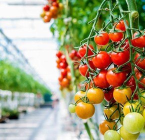 Tomato grower SA Tomato upgrades to automatic pallet wrapping solution and increases productivity.