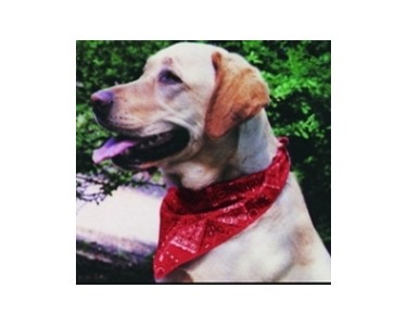 Miracool Dog Bandannas