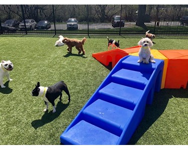 Puppy Playground - Dog Agility Equipment | Pro Series Kits