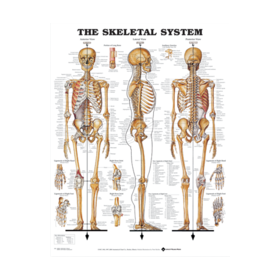 The Skeletal System | Mentone Educational
