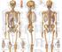 The Skeletal System | Mentone Educational